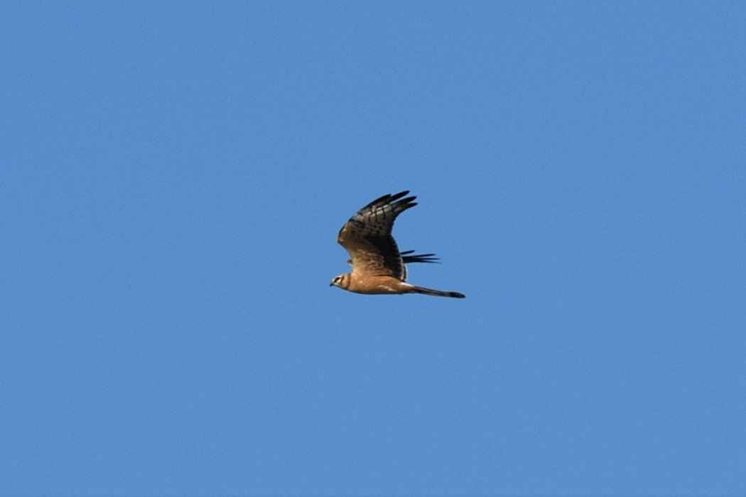 Pallid Harrier